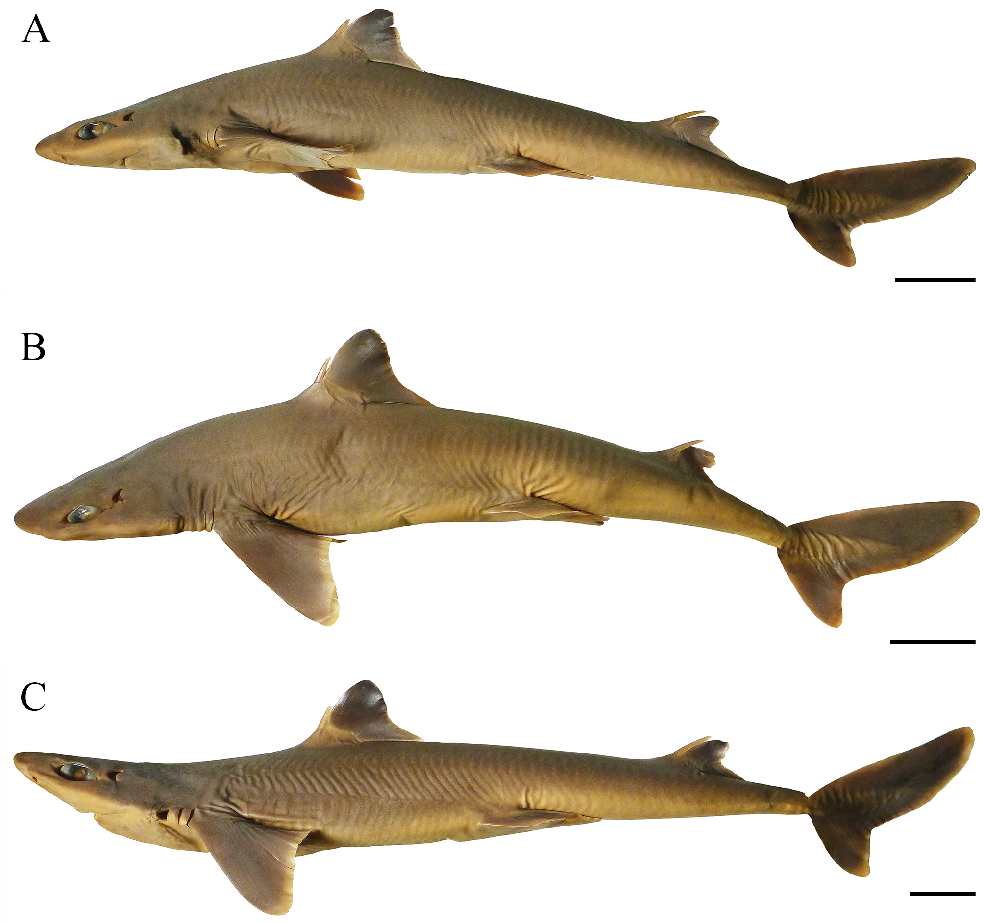 ภาพ ปลา bahiensis (Squalus bahiensis)
