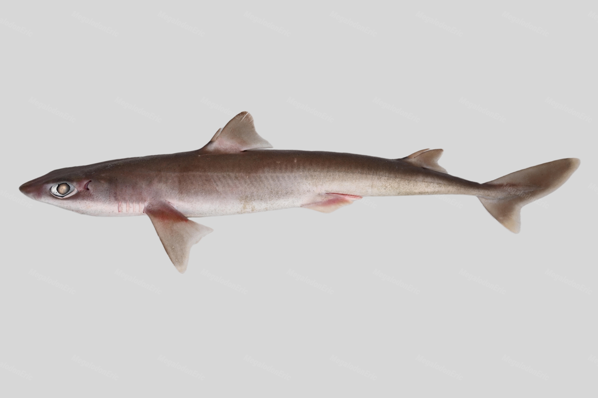ภาพ ปลา brevirostris (Squalus brevirostris)