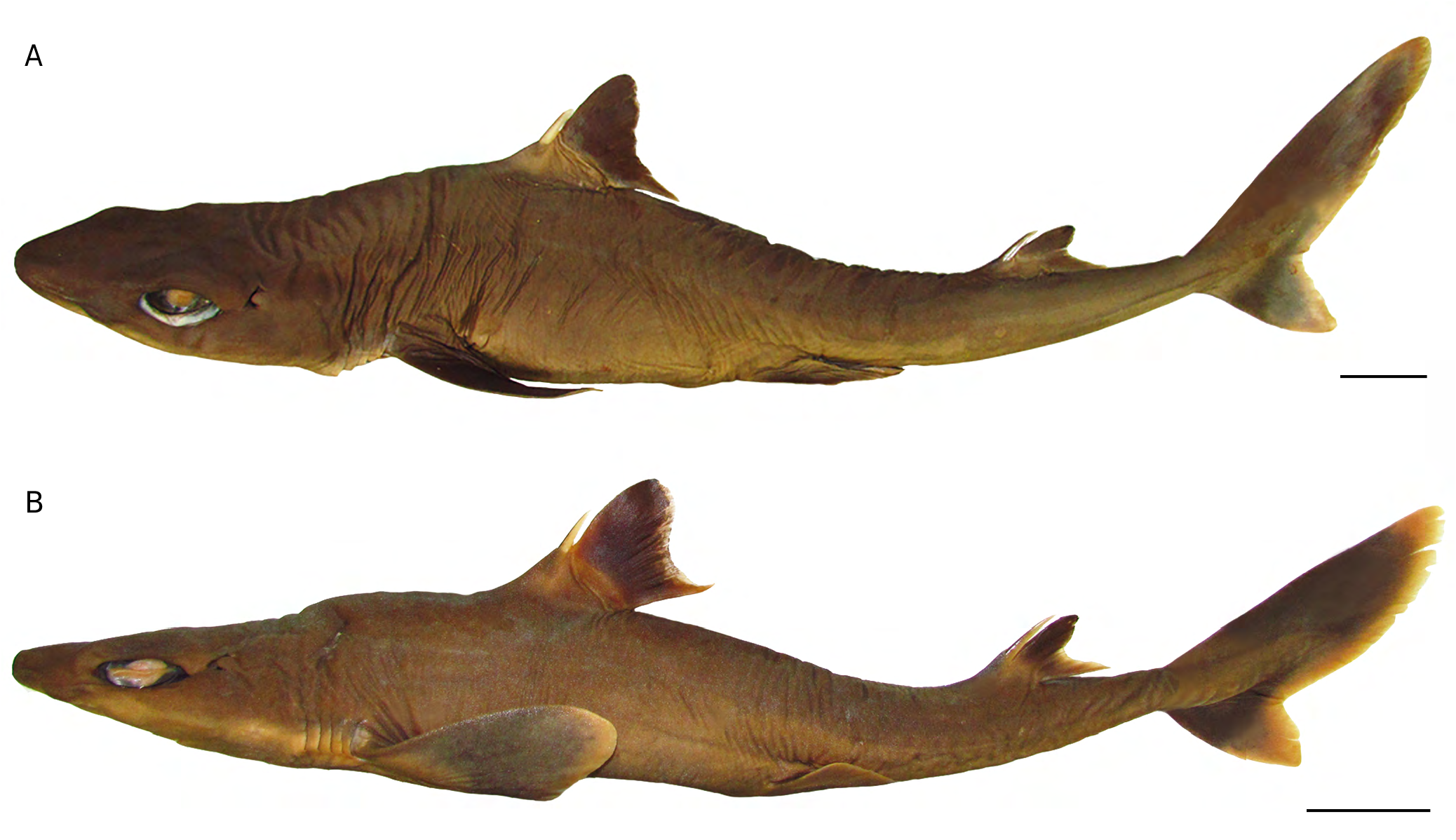 ภาพ ปลา bucephalus (Squalus bucephalus)
