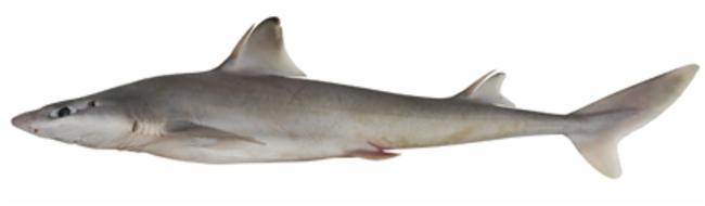 ภาพ ปลา crassispinus (Squalus crassispinus)
