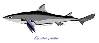 ภาพ ปลา griffini (Squalus griffini)