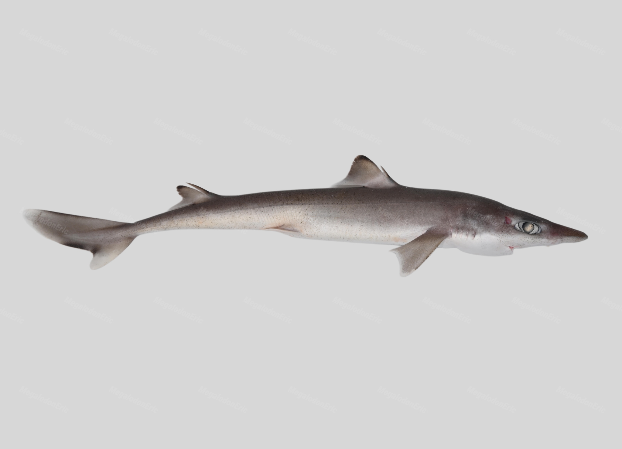 ภาพ ปลา japonicus (Squalus japonicus)