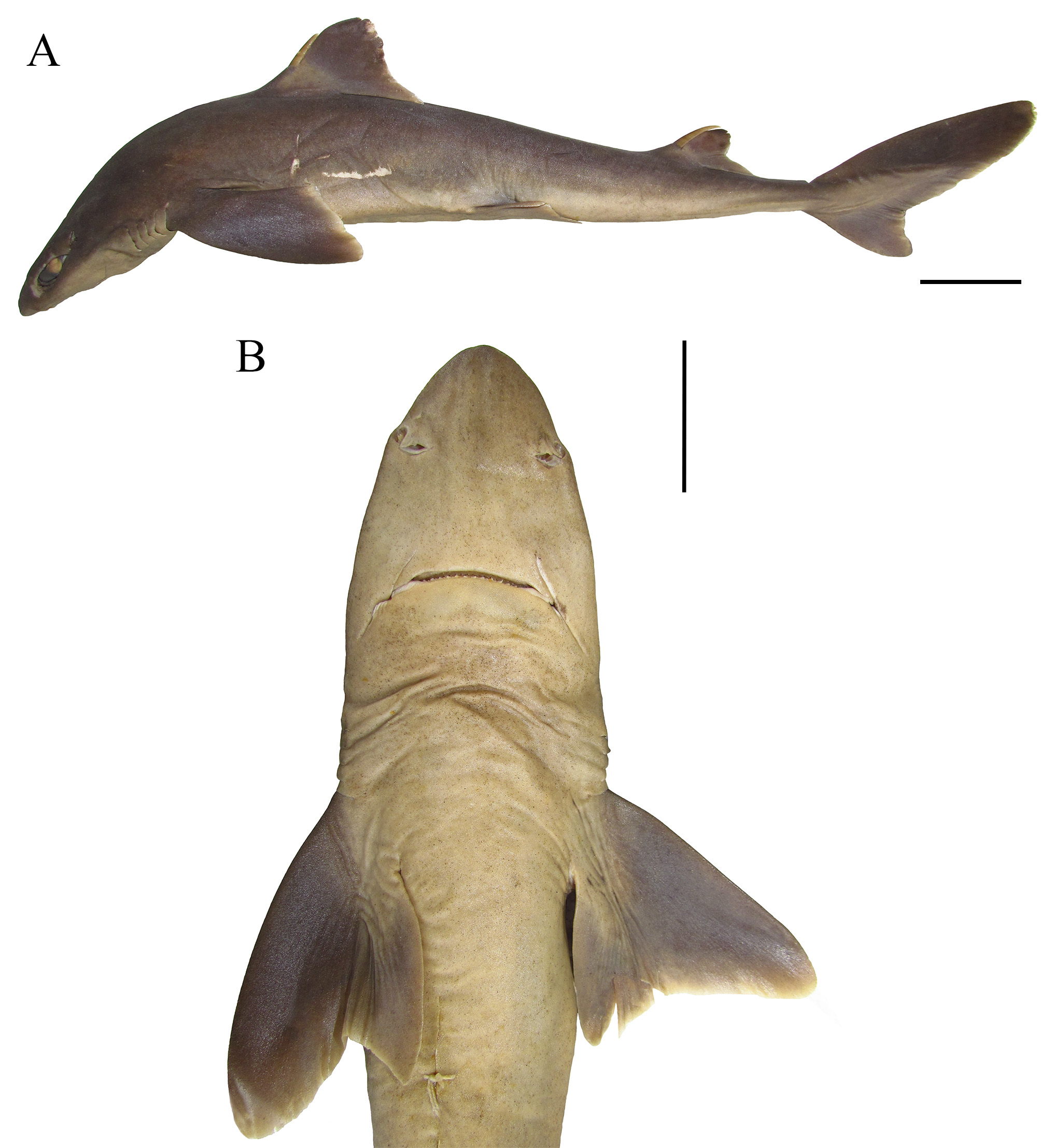 ภาพ ปลา lobularis (Squalus lobularis)
