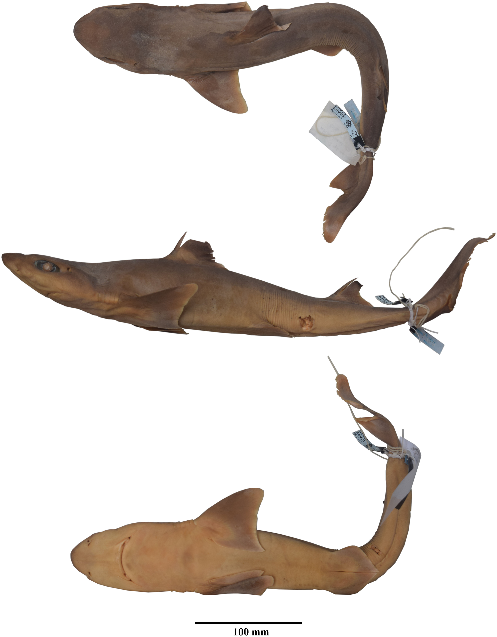 ภาพ ปลา mahia (Squalus mahia)
