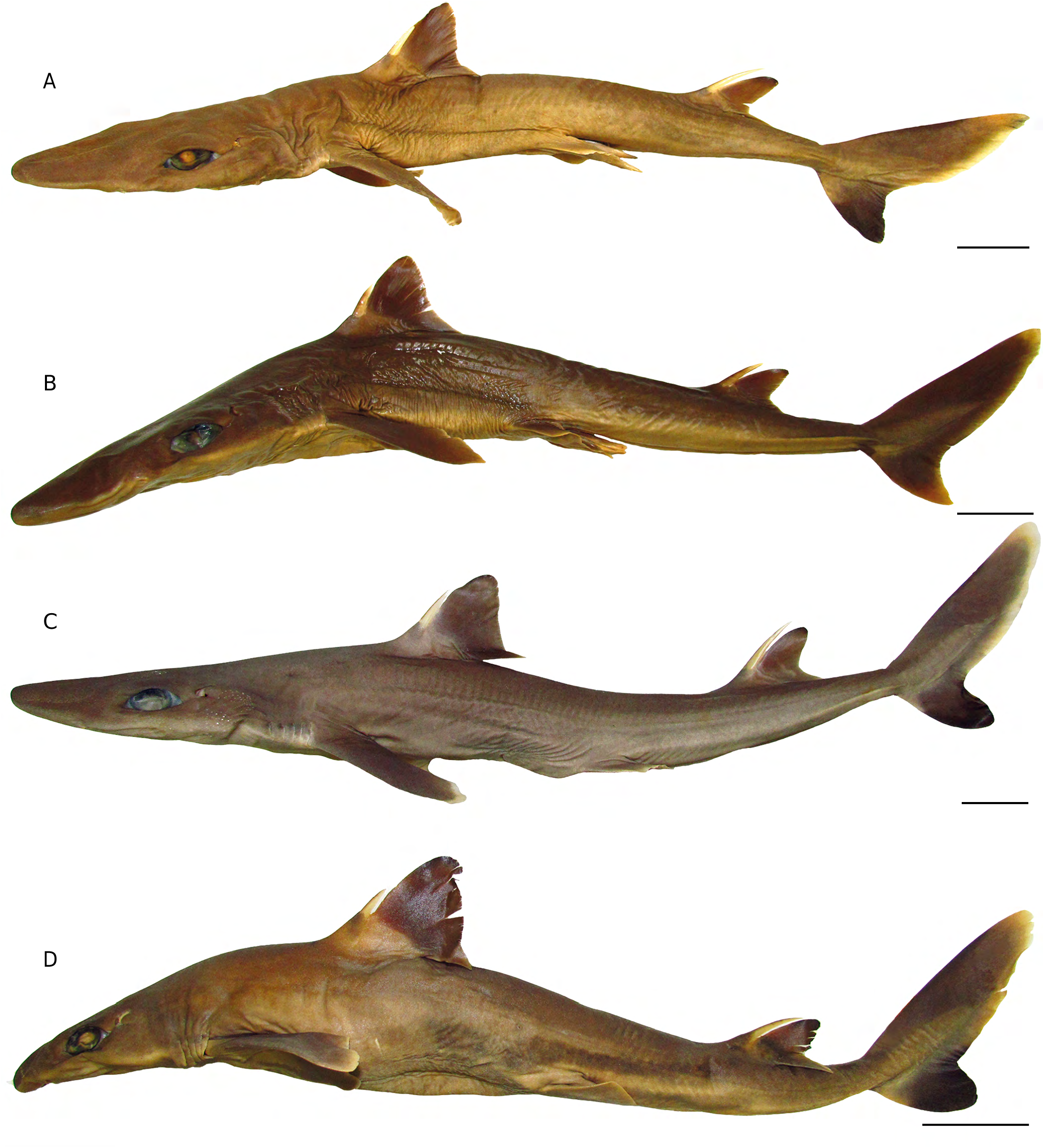 ภาพ ปลา melanurus (Squalus melanurus)