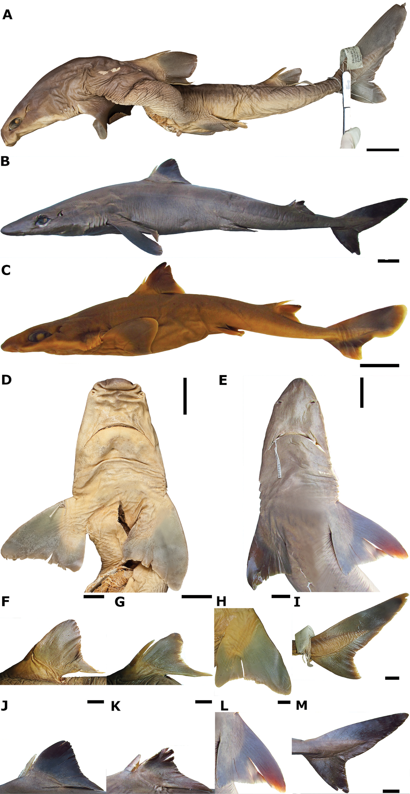ภาพ ปลา mitsukurii (Squalus mitsukurii)