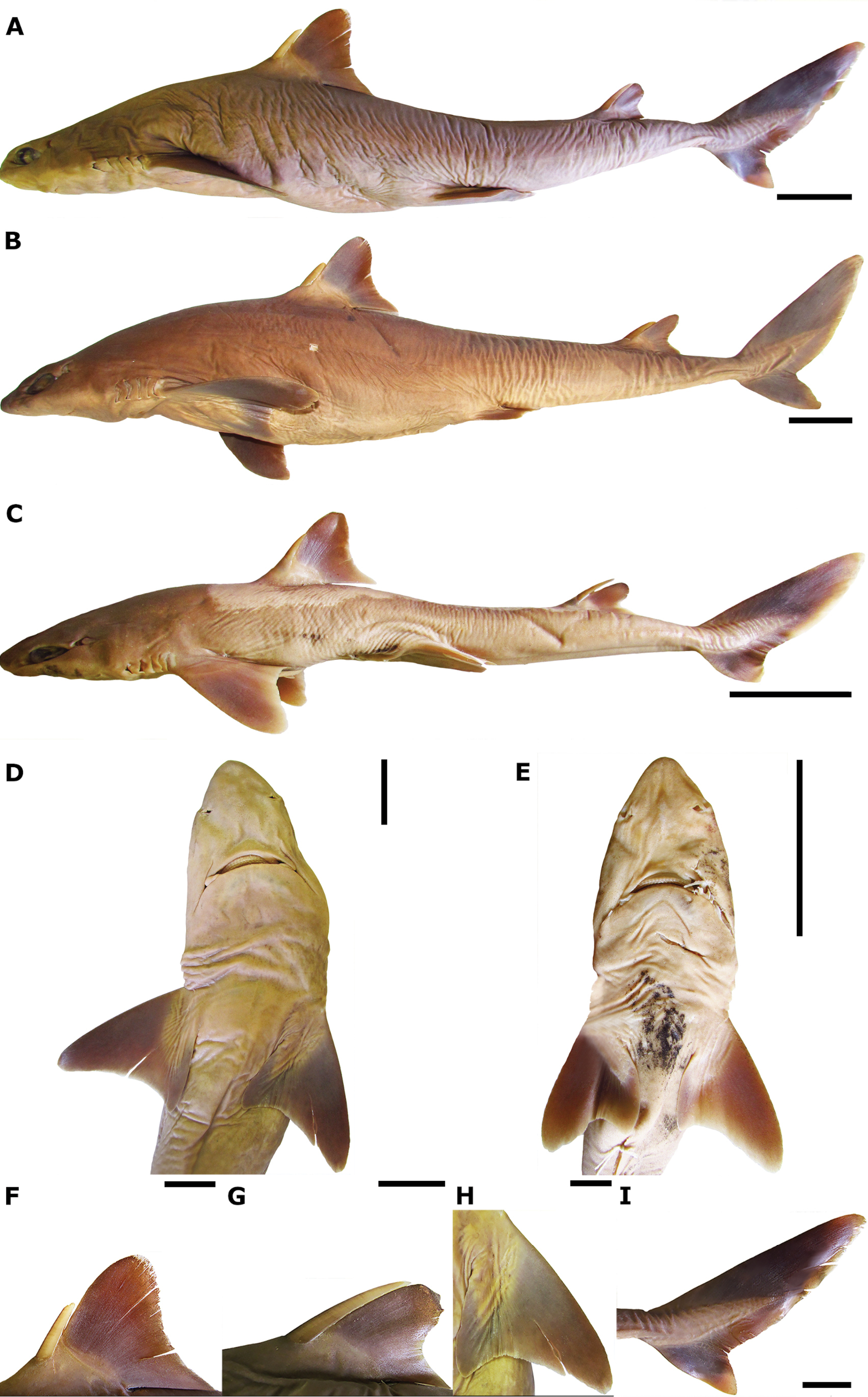 ภาพ ปลา shiraii (Squalus shiraii)