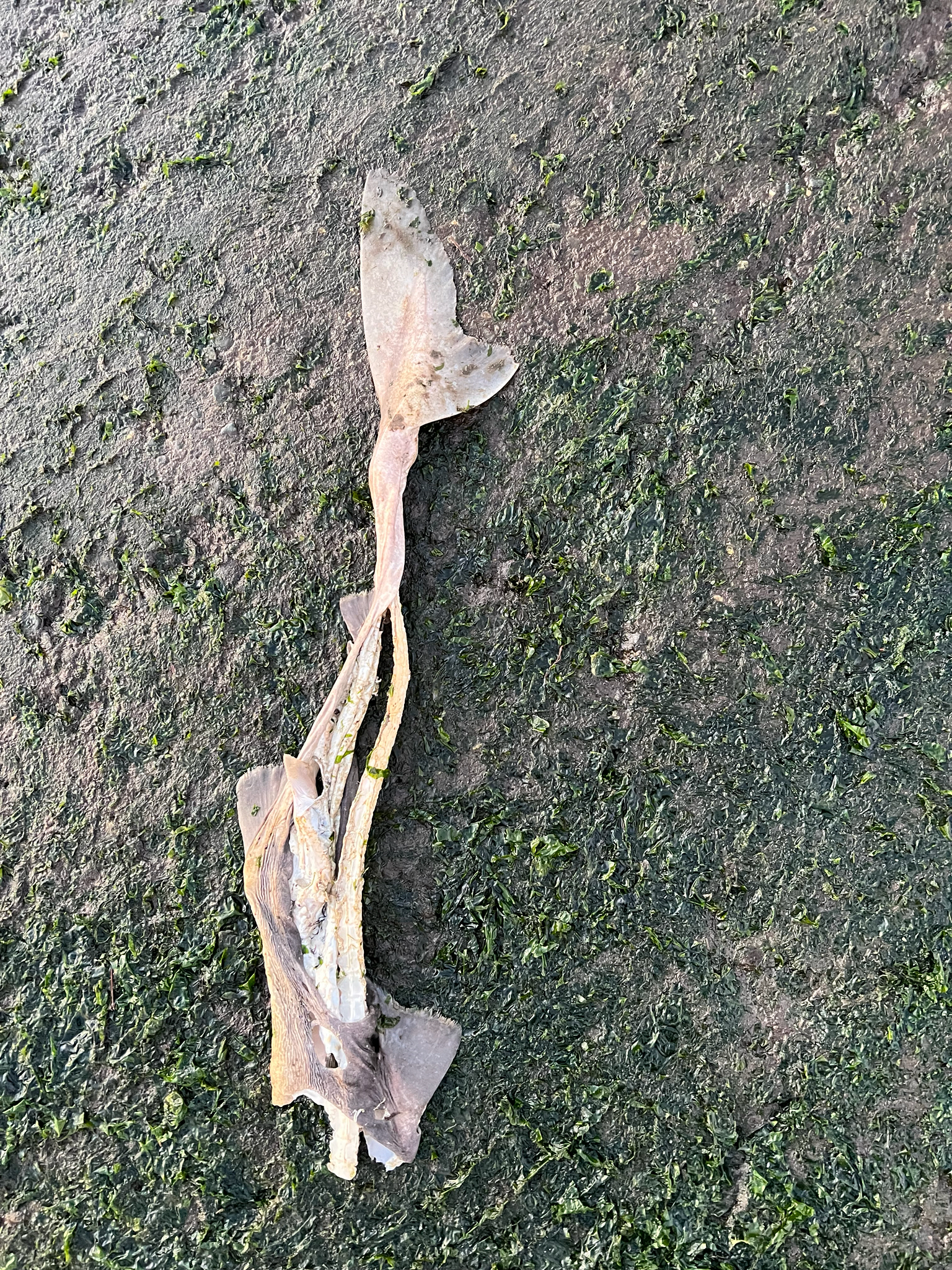 ภาพ ปลา suckleyi (Squalus suckleyi)