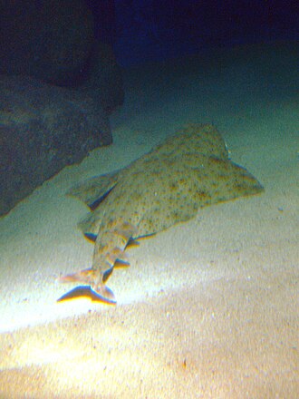 ภาพ ปลา aculeata (Squatina aculeata)
