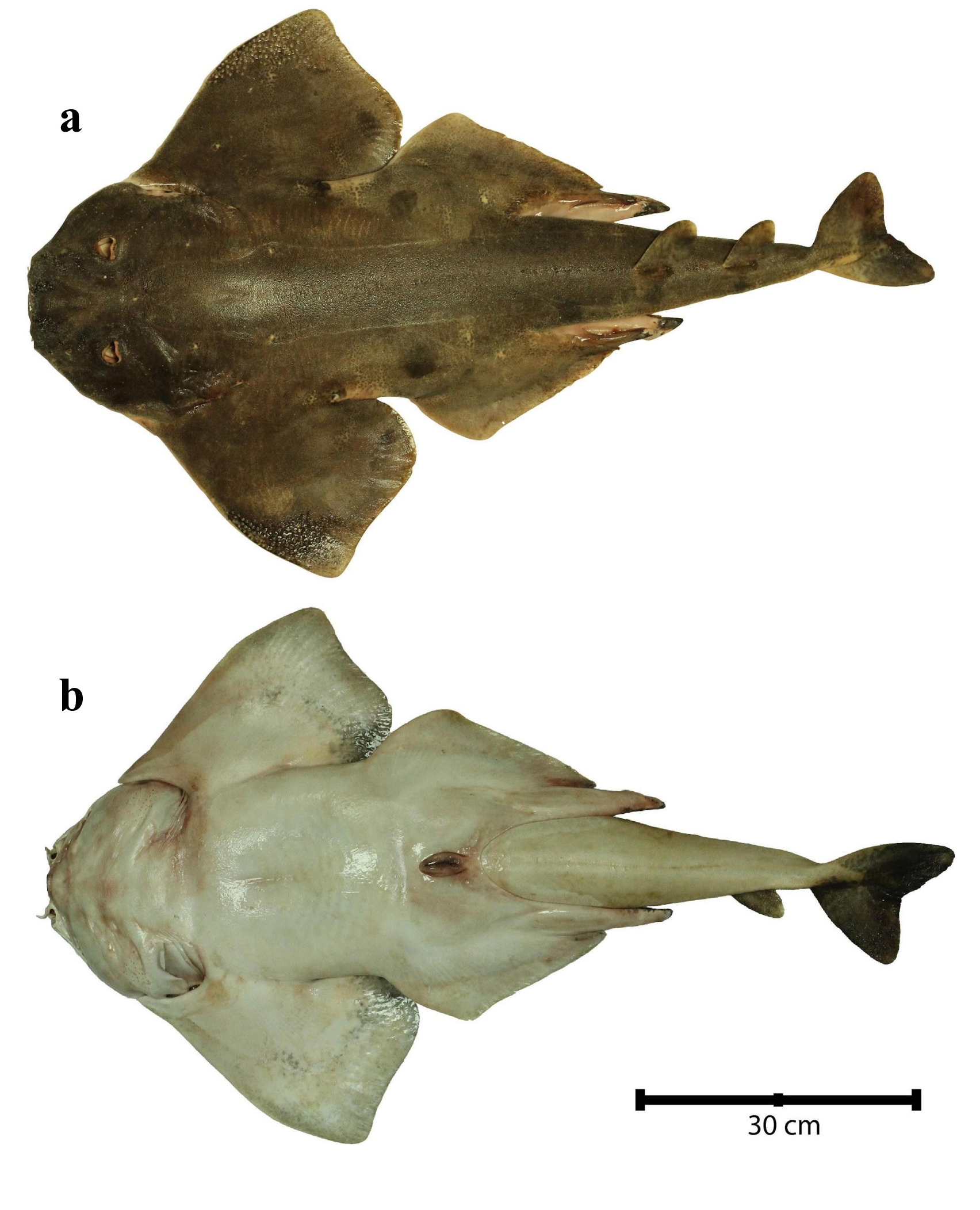 ภาพ ปลา armata (Squatina armata)
