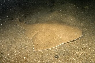 ภาพ ปลา australis (Squatina australis)