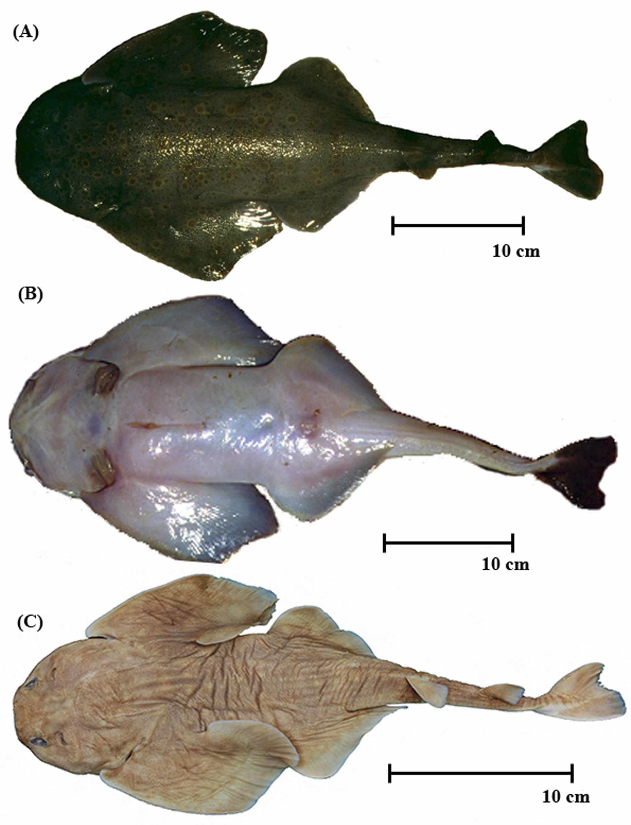 ภาพ ปลา caillieti (Squatina caillieti)