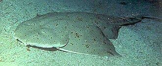 ภาพ ปลา californica (Squatina californica)