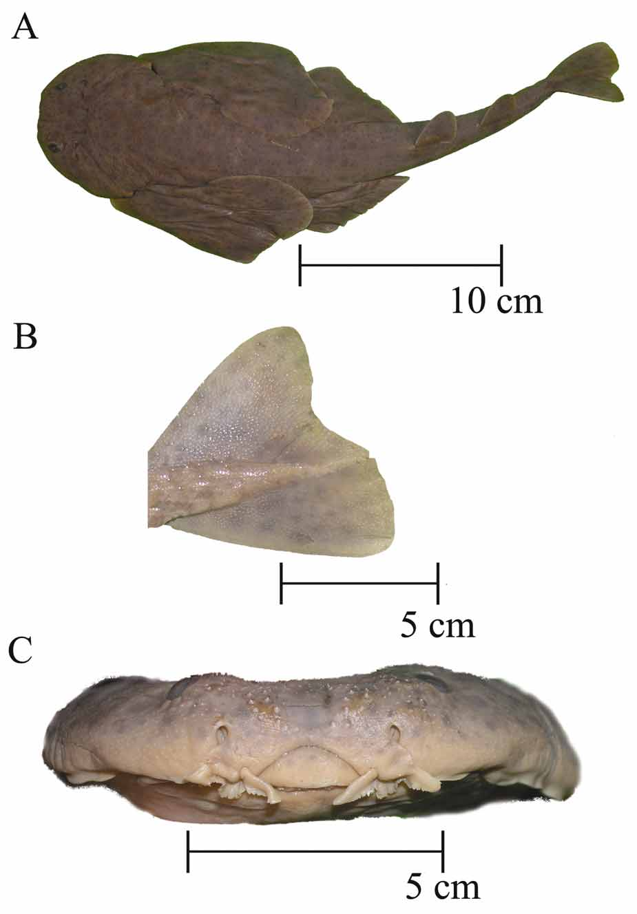 ภาพ ปลา formosa (Squatina formosa)