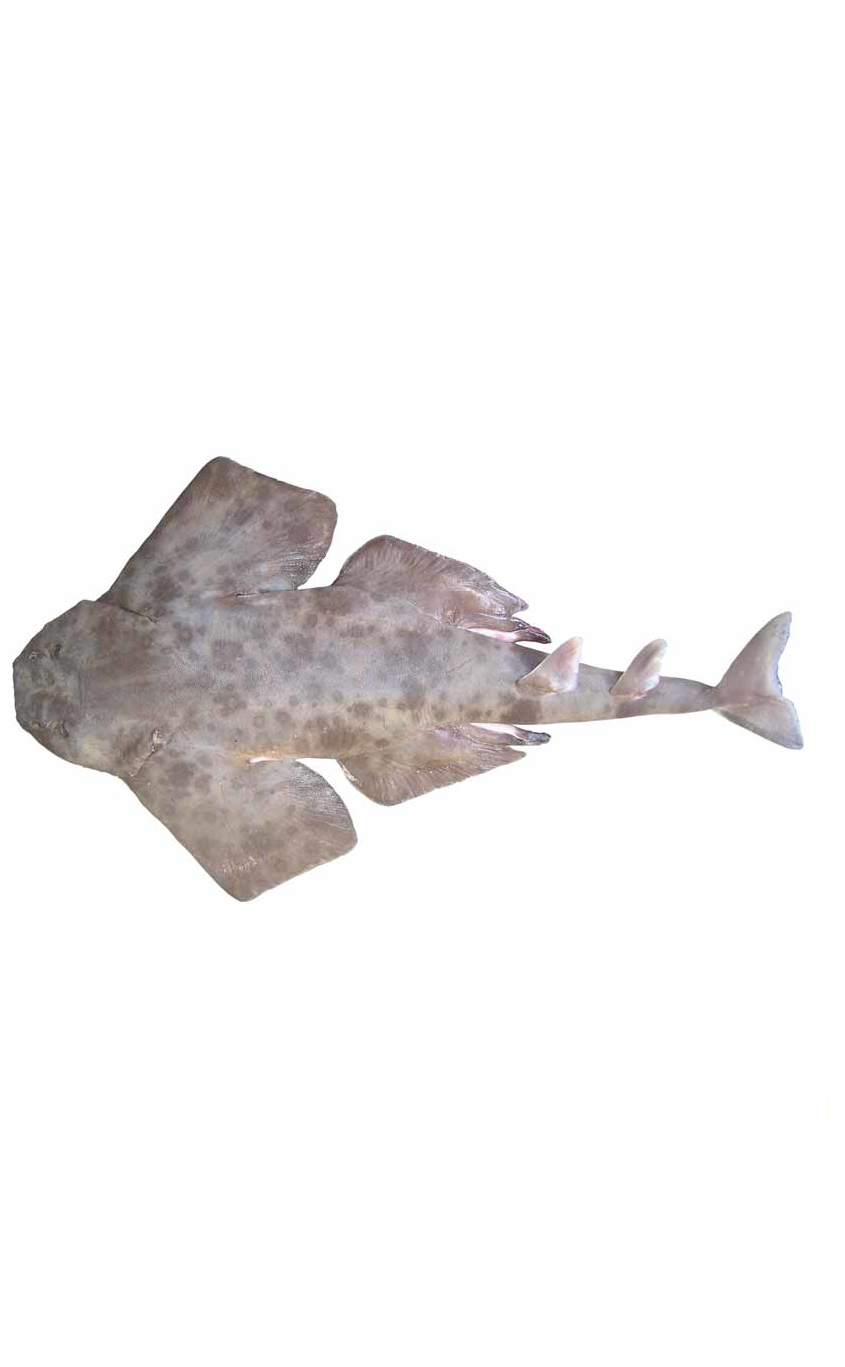 ภาพ ปลา legnota (Squatina legnota)