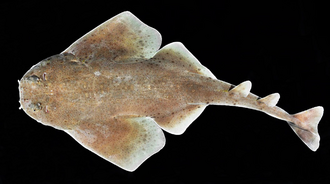 ภาพ ปลา mapama (Squatina mapama)