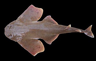 ภาพ ปลา mexicana (Squatina mexicana)