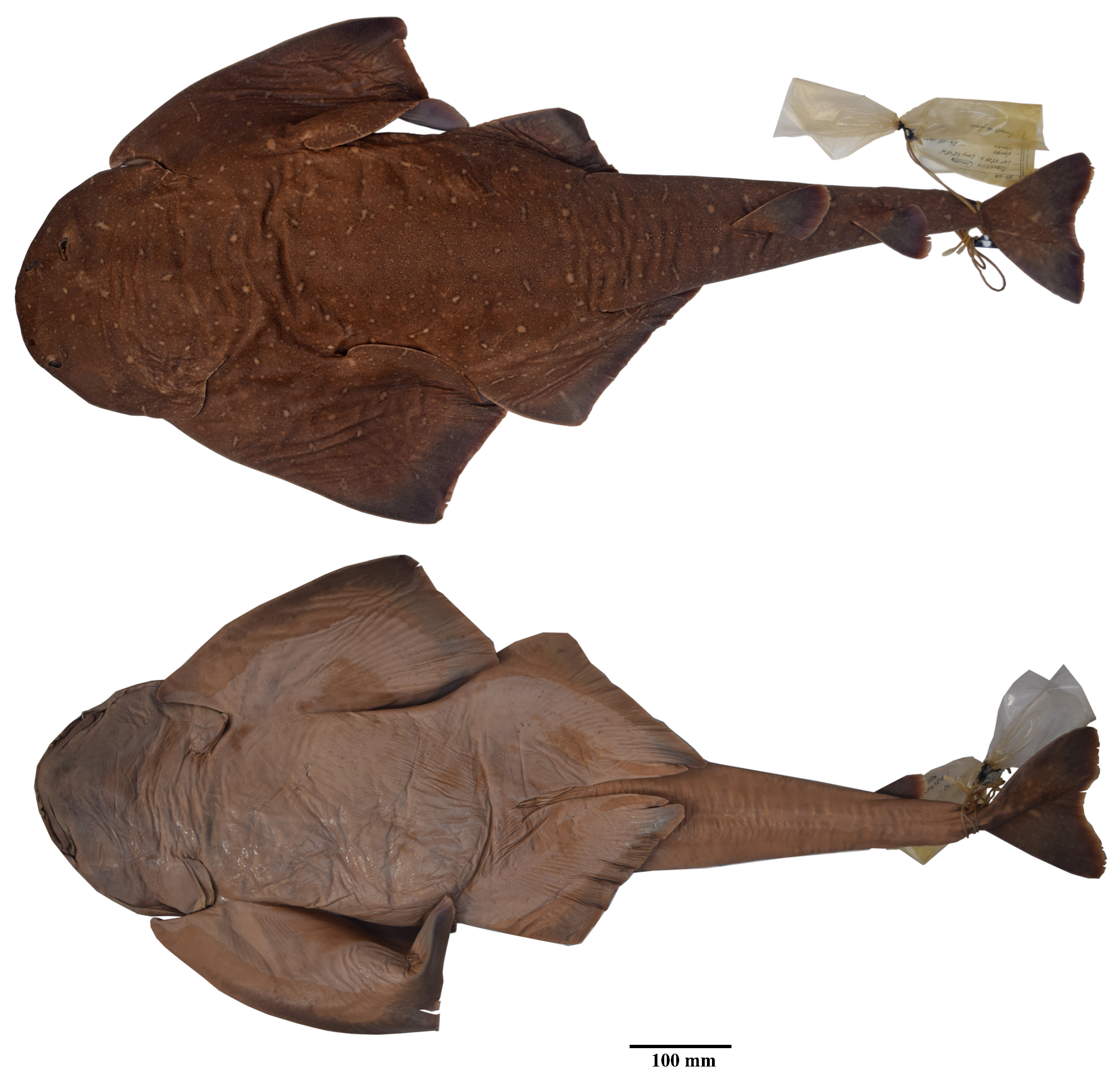 ภาพ ปลา occulta (Squatina occulta)