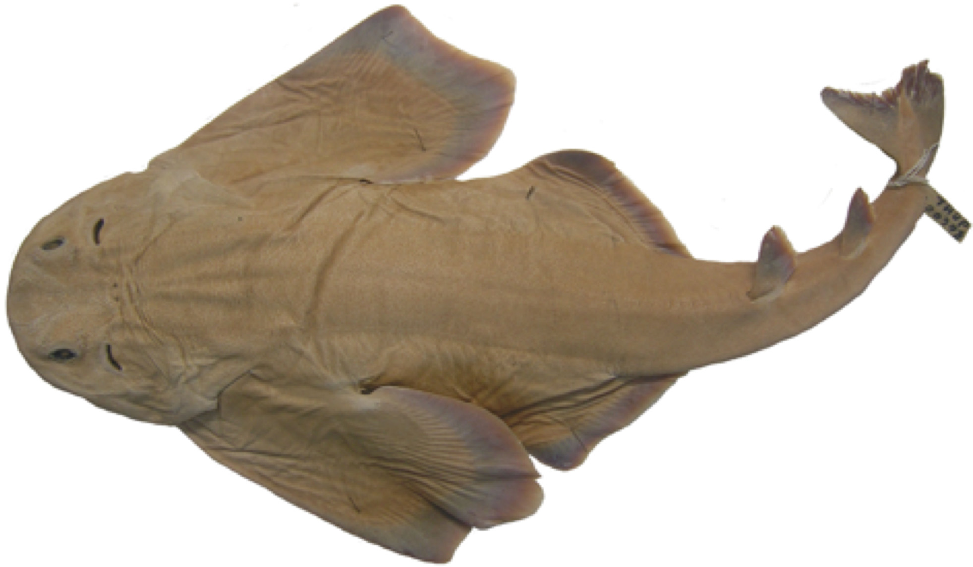 ภาพ ปลา tergocellatoides (Squatina tergocellatoides)