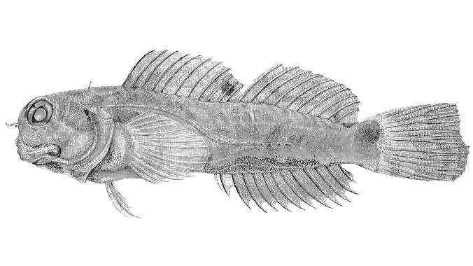 ภาพ ปลาตั๊กแตนหินตั๊กแตนหิน (Stanulus seychellensis)