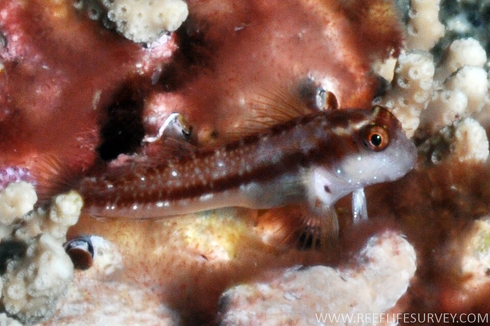 ภาพ ปลาตั๊กแตนหินตั๊กแตนหิน (Stanulus talboti)