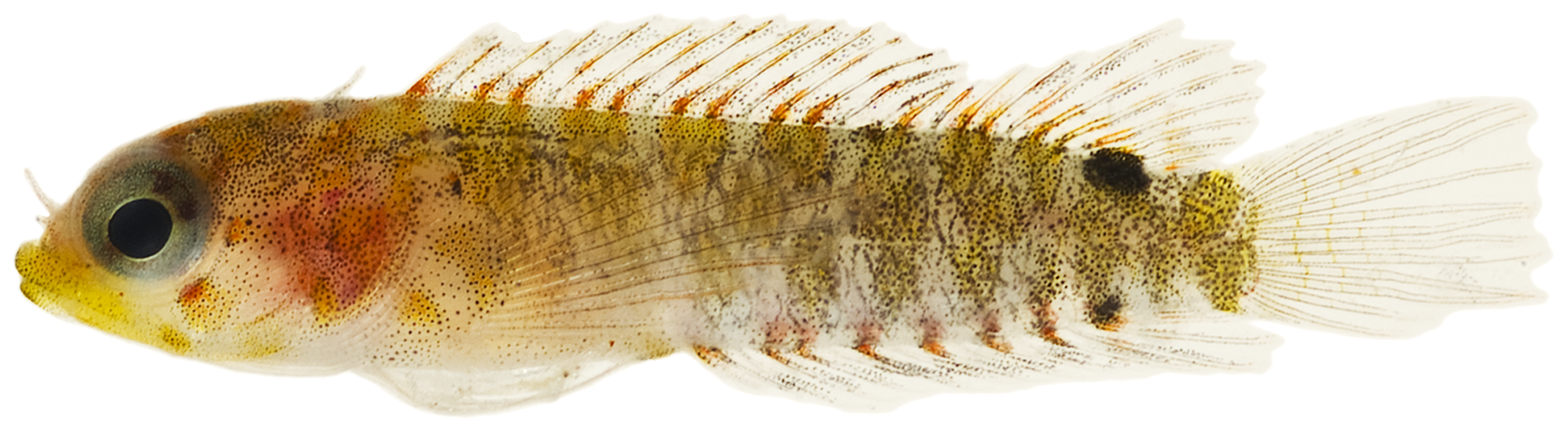 ภาพ ปลา atlantica (Starksia atlantica)
