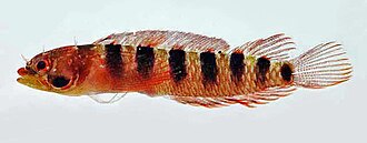 ภาพ ปลา fasciata (Starksia fasciata)