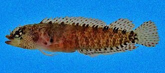 ภาพ ปลา fulva (Starksia fulva)