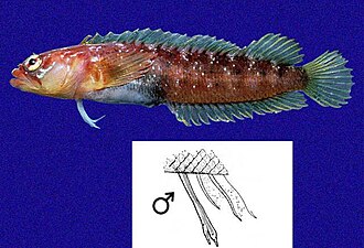 ภาพ ปลา galapagensis (Starksia galapagensis)