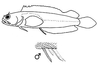 ภาพ ปลา grammilaga (Starksia grammilaga)