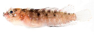 ภาพ ปลา greenfieldi (Starksia greenfieldi)