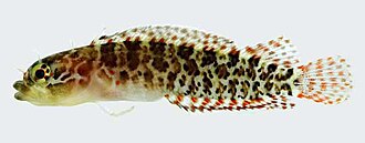 ภาพ ปลา guttata (Starksia guttata)