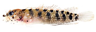 ภาพ ปลา langi (Starksia langi)