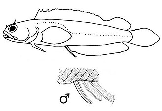 ภาพ ปลา lepidogaster (Starksia lepidogaster)