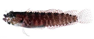 ภาพ ปลา leucovitta (Starksia leucovitta)