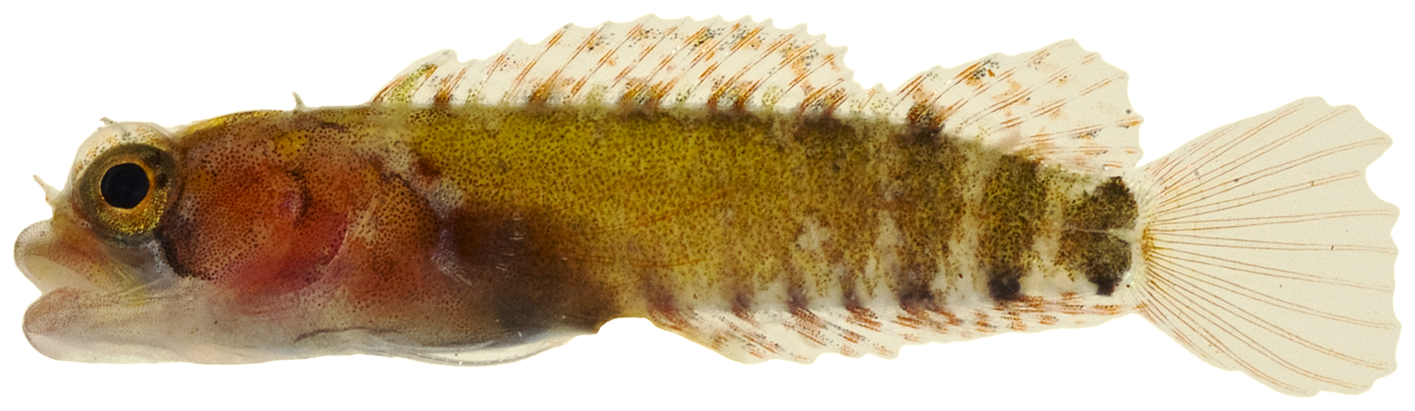 ภาพ ปลา nanodes (Starksia nanodes)