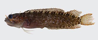 ภาพ ปลา ocellata (Starksia ocellata)