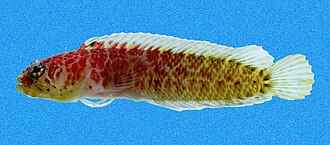 ภาพ ปลา posthon (Starksia posthon)