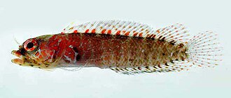 ภาพ ปลา rava (Starksia rava)