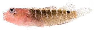 ภาพ ปลา sangreyae (Starksia sangreyae)