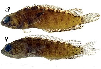 ภาพ ปลา sella (Starksia sella)
