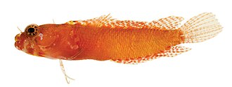 ภาพ ปลา williamsi (Starksia williamsi)