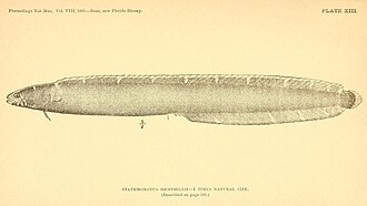 ภาพ ปลา hemphillii (Stathmonotus hemphillii)