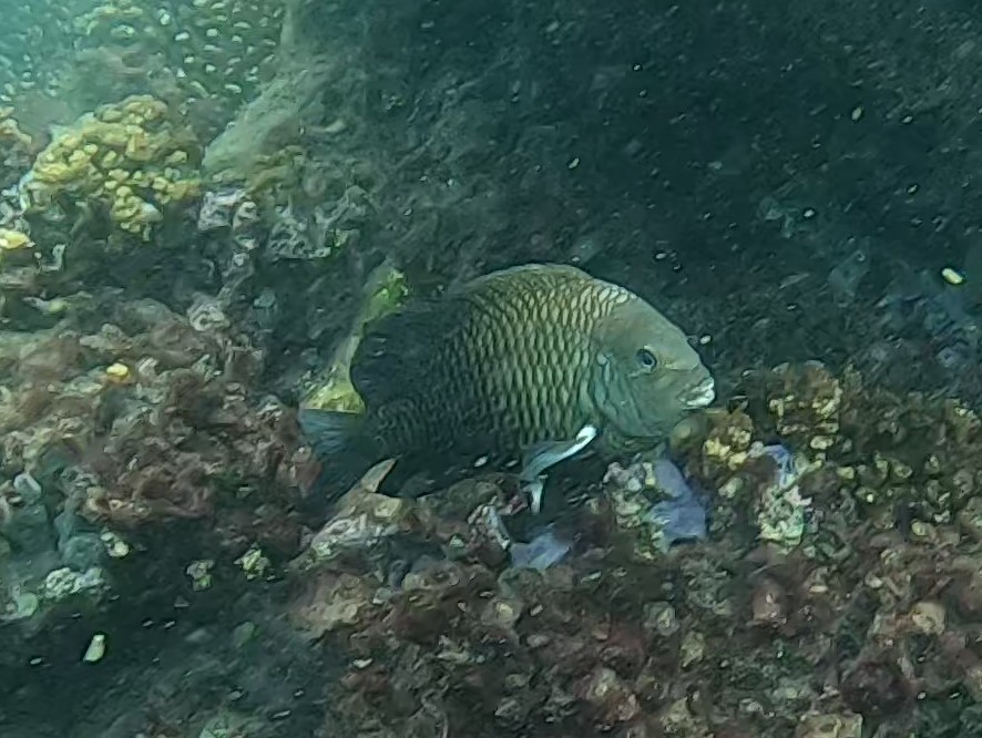 ภาพ ปลาสลิดหิน acapulcoensis (Stegastes acapulcoensis)