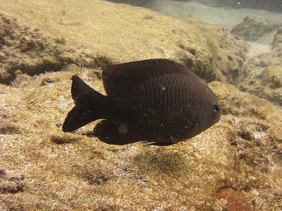 ภาพ ปลาสลิดหินแดงสด (Stegastes adustus)