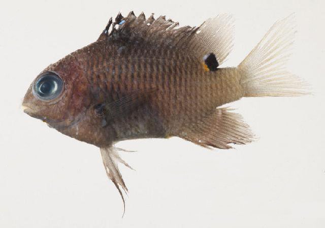 ภาพ ปลาสลิดหินขาวลายบั้ง (Stegastes albifasciatus)