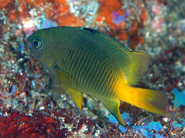ภาพ ปลาสลิดหิน altus (Stegastes altus)