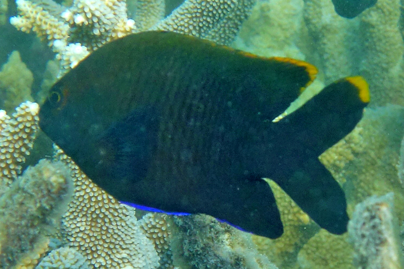 ภาพ ปลาสลิดหิน apicalis (Stegastes apicalis)