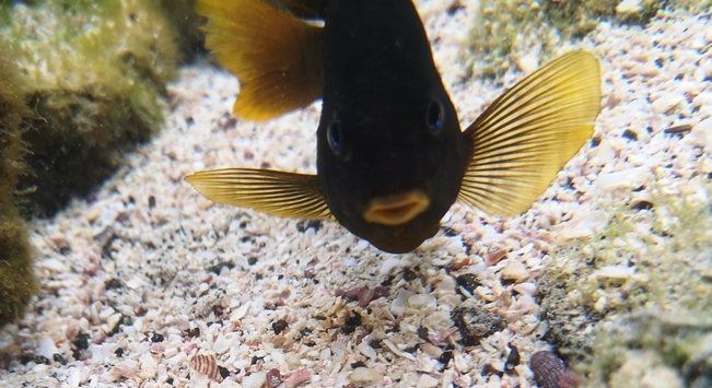 ภาพ ปลาสลิดหินหางเหลือง (Stegastes arcifrons)
