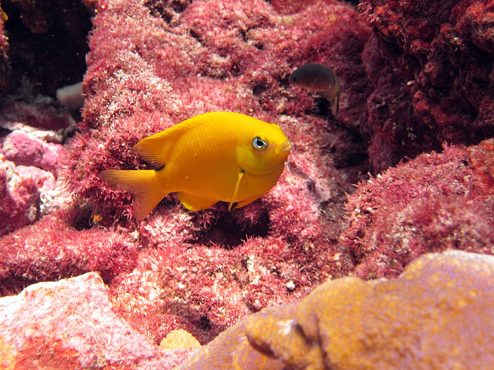 ภาพ ปลาสลิดหินทอง (Stegastes aureus)